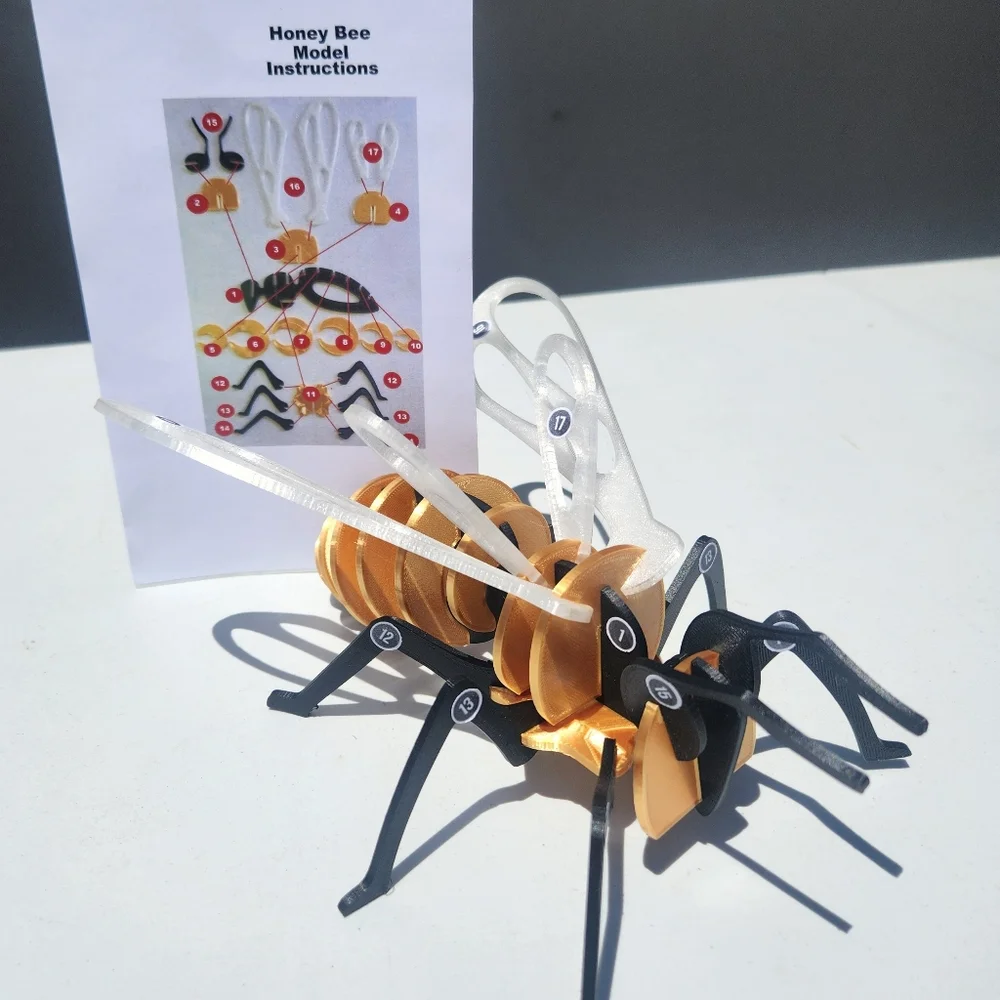 Bee Model Honeybee 3D Puzzle Honey Bees Classroom Science STEM Craft Insect Bugs